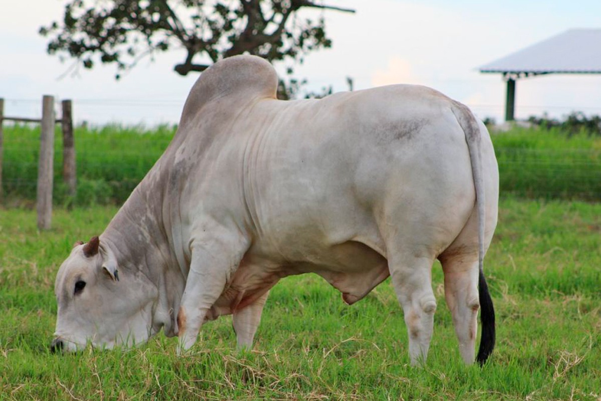 50 touros estão no 2º Leilão Virtual Marca Sol Nelore